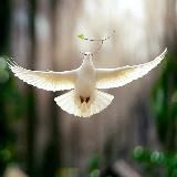 Germanische Heilkunde für Tiere