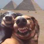 Усатые проказники