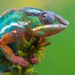 Звериный рай