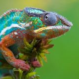 Звериный рай