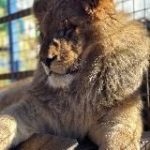 Зоопарк в селе Придорожное,ДНР