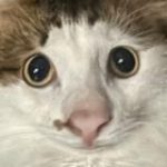 ЖМУРА | КОТ СЕРЁЖКА