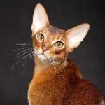 Породистые кошки в дар