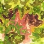 куссимакросс