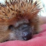 Igel Buzz