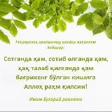 O’rikzor 6/12 podvol