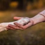 Школа Бесконфликтной Дрессировки Ульяны Мальцевой и А