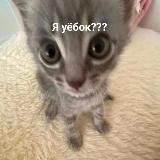 Подарки пампим