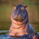 Африканский бегемот