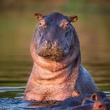 Африканский бегемот