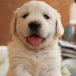 Whale DeeZe Prints ™