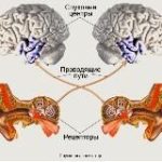 СлуховойАнализатор