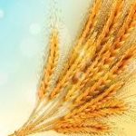 Zerno.ru – Поле.онлайн