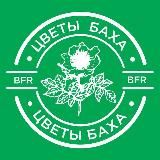 ЦВЕТЫ БАХА & РЕСКЬЮ РЕМЕДИ