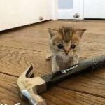 Прогаю крипту