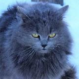 Смешные видео кошки и собаки