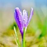 Seelenheil Germanische Heilkunde