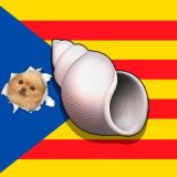 Чат ракушек