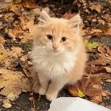 Котики для Котят