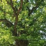 Altes Wissen, neu entdeckt – was die Vorfahren noch wussten