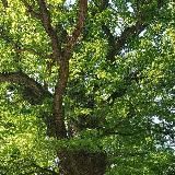 Altes Wissen, neu entdeckt – was die Vorfahren noch wussten