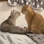 𝐀𝐦𝐨𝐫𝐞 | 𝐒𝐓𝐎𝐑𝐈𝐄𝐒