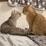 𝐀𝐦𝐨𝐫𝐞 | 𝐒𝐓𝐎𝐑𝐈𝐄𝐒