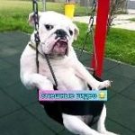 Смешные видео