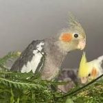 ЗАВОДЧИК ПОПУГАЕВ КОРЕЛЛА