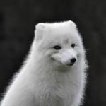 Эпоха Песца