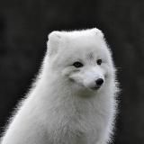 Эпоха Песца