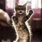 Лучшие котики TikTok | Viral cats videos
