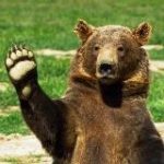 Мишки в интернете