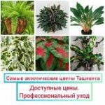 ДЕКОРАТИВНО-ЛИСТВЕННЫЕ И ЦВЕТОЧНЫЕ РАСТЕНИЯ.