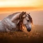 Усы и Судьбы | Помощь животным