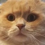 Марсель печатает…