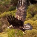 Lucha por tu Libertad