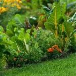 Дачник-удачник