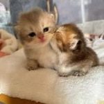 милые пушистики