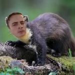 Куница – это зверёк