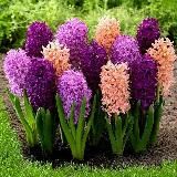 Дачные ХИТРОСТИ