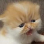 ГОРИТ И ПАХНЕТ