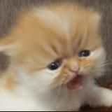 ГОРИТ И ПАХНЕТ