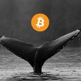 Mobydick – Bitcoin & Cryptocurrency Whale Alerts