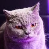 Котомодерн