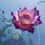 ℂ𝕠𝕞𝕚𝕝𝕗𝕠