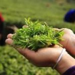 ЧАЙНЫЙ ЧИБАМБОЗ | Китайский чай