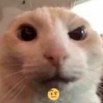 КРУГЛЫЕ ДИБИЛЫ | МЕМ КРУЖОЧКИ