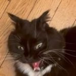 Ника Meow Книги и приколдесы всякие