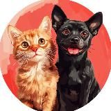 Кошечки & Собачки